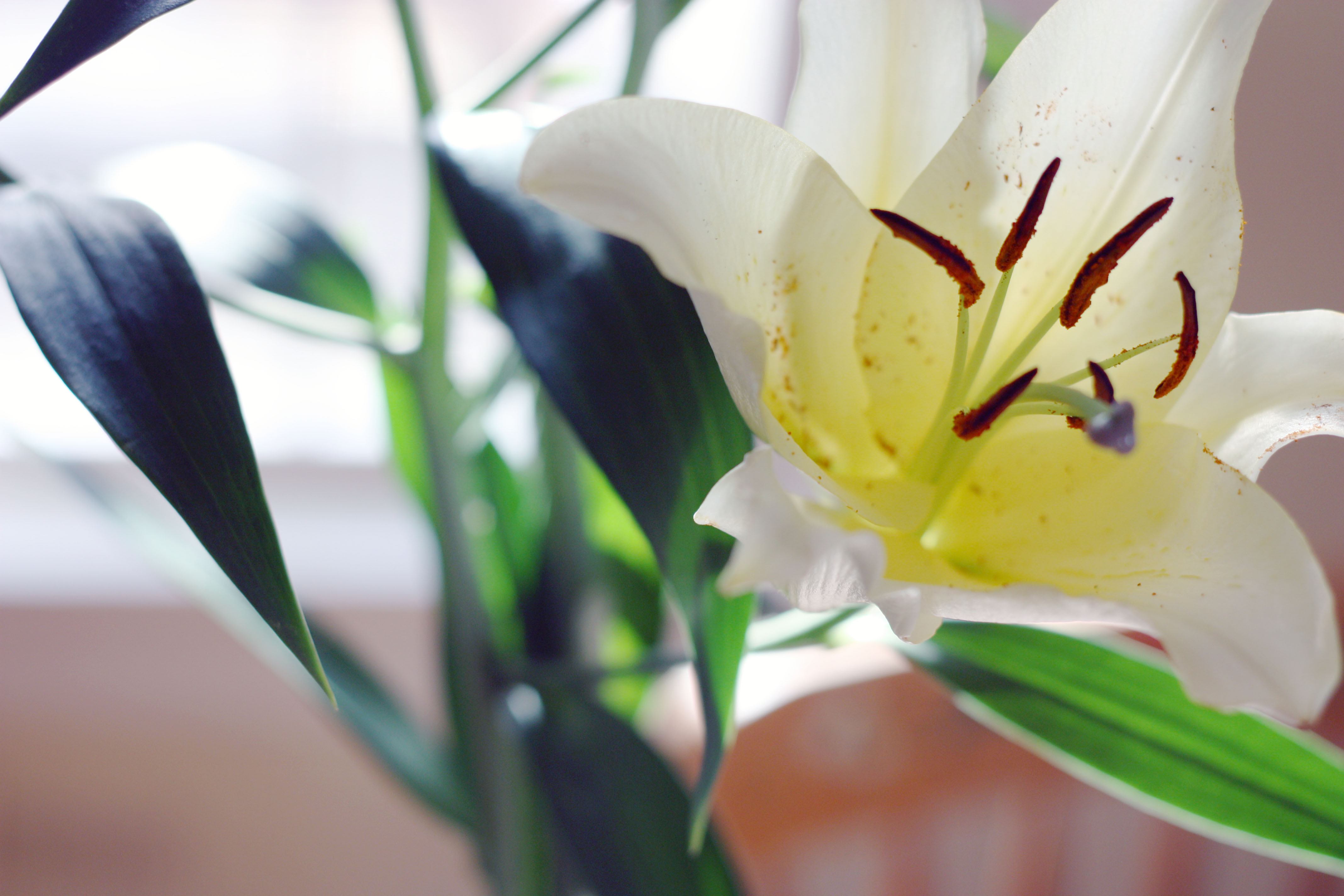 White Lily detail